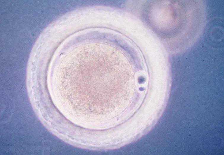 重庆试管婴儿代孕移植过程|天津三代试管包生男孩医院排名，附2023供卵试管费